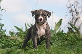 AMSTAFF  PUPPIES 264